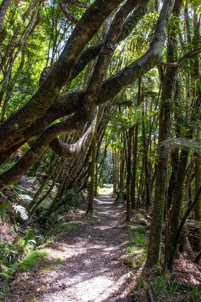 手付かずのワンガヌイ川や周辺のジャングル ニュージーランドの北の島を巡るツアー — ストック写真