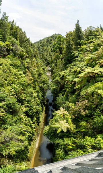 Túra Érintetlen Whanganui Folyón Környező Dzsungelen Keresztül Zéland Északi Szigetén — Stock Fotó