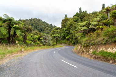 Whanganui bölgesinde kıvrımlı bir cadde, Yeni Zelanda