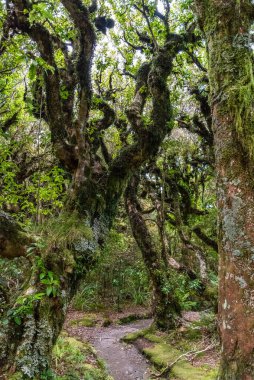 Dağın yakınındaki yağmur ormanı. Taranaki Egmont Ulusal Parkı 'nda, Yeni Zelanda' nın Kuzey Adası 'nda