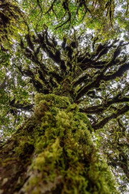 Dağın yakınındaki yağmur ormanı. Taranaki Egmont Ulusal Parkı 'nda, Yeni Zelanda' nın Kuzey Adası 'nda