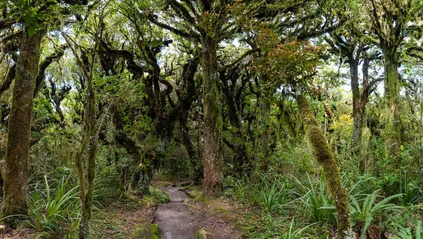 Rainforest Közel Taranaki Egmont Nemzeti Parkban Zéland Északi Szigetén — Stock Fotó