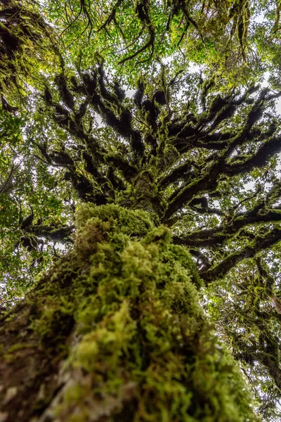 Floresta Tropical Perto Taranaki Parque Nacional Egmont Ilha Norte Nova — Fotografia de Stock