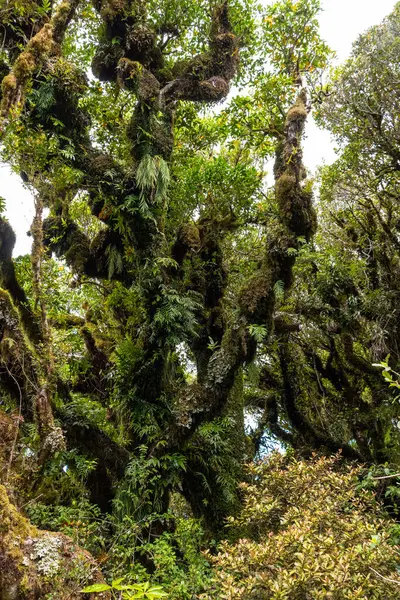 Rainforest Közel Taranaki Egmont Nemzeti Parkban Zéland Északi Szigetén — Stock Fotó