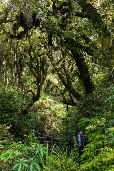 Rainforest Közel Taranaki Egmont Nemzeti Parkban Zéland Északi Szigetén — Stock Fotó