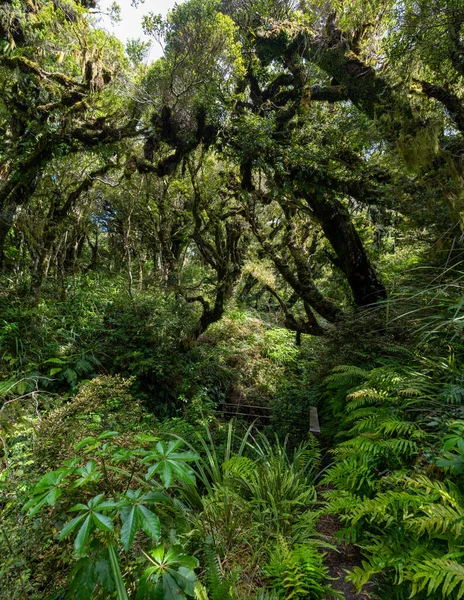 Rainforest Közel Taranaki Egmont Nemzeti Parkban Zéland Északi Szigetén — Stock Fotó