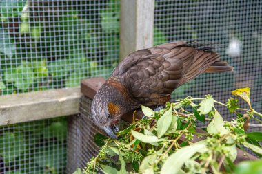 Meşhur Kea papağanı Yeni Zelanda 'nın Kuzey Adası' ndaki bir kuş koruma alanında.