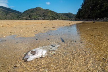 Yeni Zelanda 'daki Abel Tasman Ulusal Parkı' ndaki torrent körfezinde bir balık iskeleti.