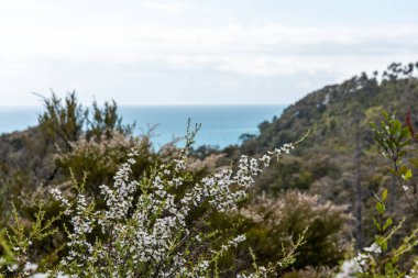 Abel Tasman Ulusal Parkı, Yeni Zelanda 'da bir körfez manzarası