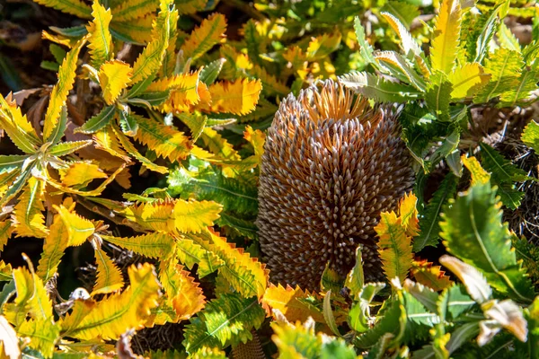 Bellissimo Fiore Nel Giardino Botanico Wellington Nuova Zelanda — Foto Stock