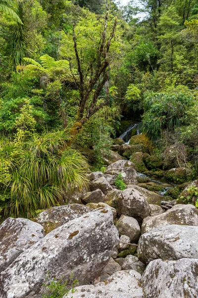 Trópusi Esőerdők Zélandi Abel Tasman Nemzeti Parkban — Stock Fotó