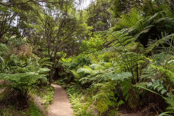 Abel Tasman Coast Track Vezető Trópusi Dzsungelben Zéland — Stock Fotó