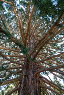 Yeni Zelanda 'nın güney adasındaki Queenstown Garden' da eski güzel Sequoia ağacı.