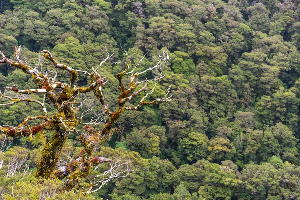 Impressionante Floresta Tropical Montanhas Cercadas Por Belas Nuvens Milford Sound — Fotografia de Stock