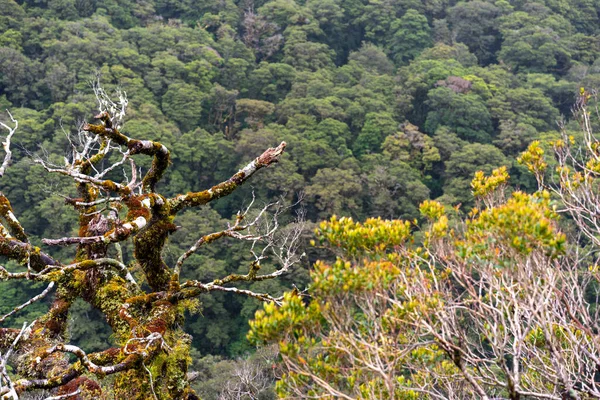 Etkileyici yağmur ormanları ve dağlarla çevrili güzel bulutlar, Milford Sound otoyolu, Yeni Zelanda 'nın güney adası