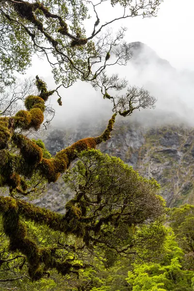 Přerostlé Větve Starého Stromu Deštném Pralese Jižních Alp Jižní Ostrov — Stock fotografie