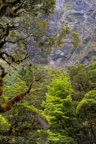 Ramos Cobertos Uma Árvore Velha Floresta Tropical Dos Alpes Sul — Fotografia de Stock