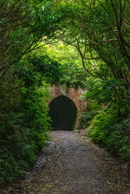 Yeni Zelanda 'nın güney adası Owaka yakınlarındaki tünel tepesine doğru yürüyüş.