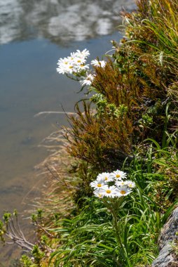 Yeni Zelanda 'nın güney adasındaki Aoraki Ulusal Parkı' nda papatya çiçekleri ve yansıyan dağlar.