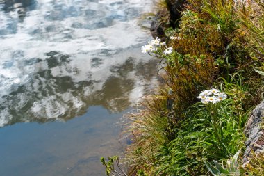 Yeni Zelanda 'nın güney adasındaki Aoraki Ulusal Parkı' nda papatya çiçekleri ve yansıyan dağlar.