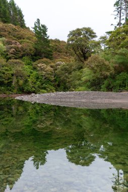 Yeni Zelanda 'nın kuzey adasındaki Tauherenikau nehrinde yağmur ormanlarının yansıması.