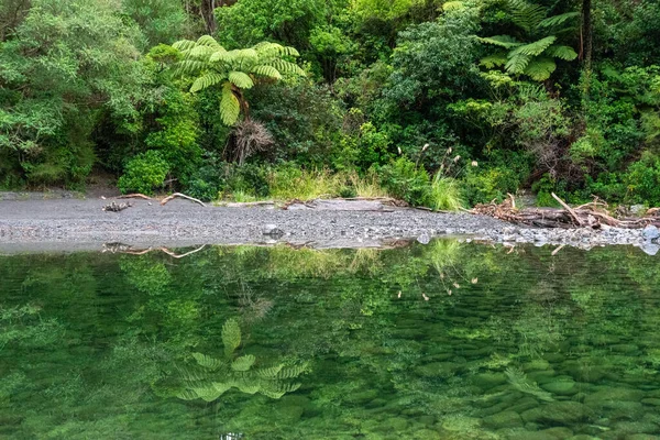 Reflexion Des Regenwaldes Tauherenikau Fluss Nordinsel Neuseeland — Stockfoto
