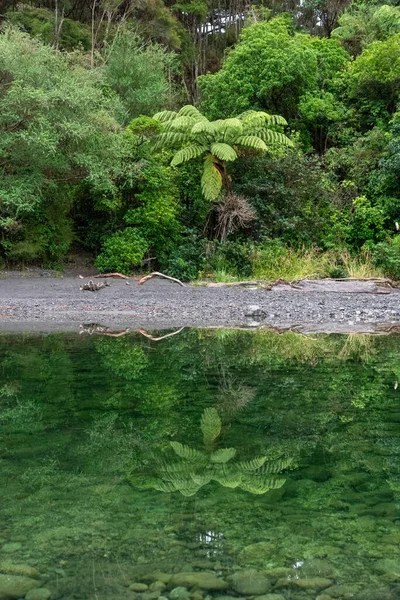 ニュージーランド北島タウヘニカウ川での雨林の反射 — ストック写真