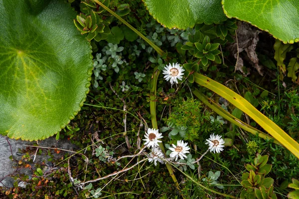 Fiori Alpini Nelle Alpi Meridionali Parco Nazionale Del Monte Aoraki — Foto Stock