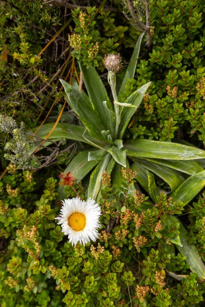 Fiori Alpini Nelle Alpi Meridionali Parco Nazionale Del Monte Aoraki — Foto Stock