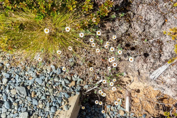 Fiori Alpini Nelle Alpi Meridionali Parco Nazionale Del Monte Aoraki — Foto Stock