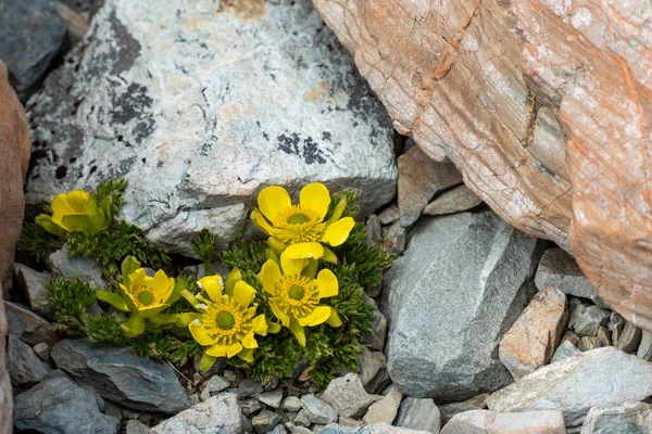 Fiori Ranuncolo Alpino Nel Parco Nazionale Aoraki Isola Del Sud — Foto Stock