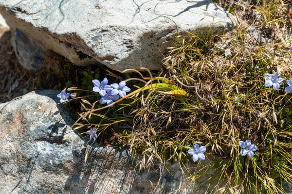 Kwiaty Alpejskie Parku Narodowym Aoraki Nowa Zelandia — Zdjęcie stockowe