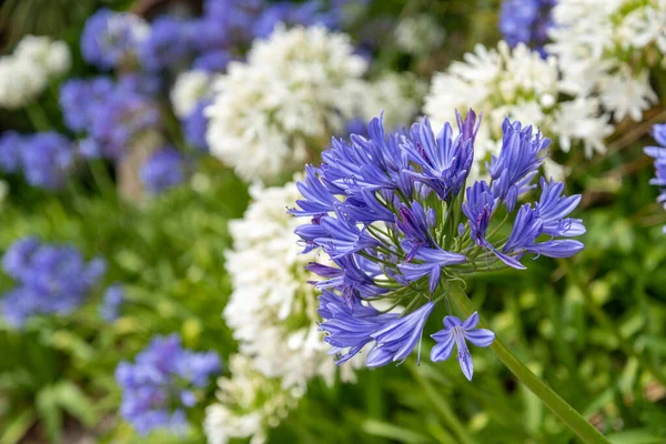 Fleurs Sur Côte Kaikoura Île Sud Nouvelle Zélande — Photo