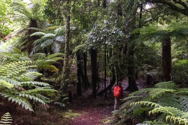 Подорож Маршруту Нгамоко Ваїкаремоані Північний Острів Нової Зеландії — стокове фото