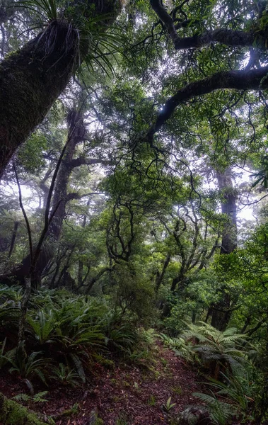 Randonnée Sur Piste Ngamoko Waikaremoana Île Nord Nouvelle Zélande — Photo