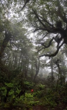 Yeni Zelanda 'nın Kuzey Adası, Waikaremoana' da Ngamoko yolunda yürüyüş.
