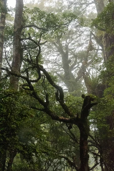 Caminhando Trilha Ngamoko Waikaremoana Ilha Norte Nova Zelândia — Fotografia de Stock