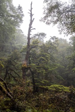 Yeni Zelanda 'nın Kuzey Adası, Waikaremoana' da Ngamoko yolunda yürüyüş.