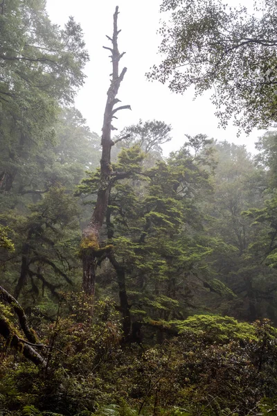 Yeni Zelanda 'nın Kuzey Adası, Waikaremoana' da Ngamoko yolunda yürüyüş.