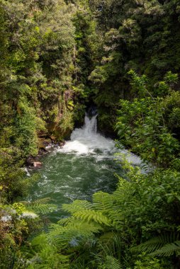 Yeni Zelanda 'nın Kuzey Adası, Rotorua yakınlarındaki Caituna Nehri' nde çağlayan.