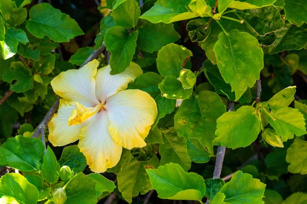 Flores Coloridas Jardim Botânico Auckland Nova Zelândia — Fotografia de Stock