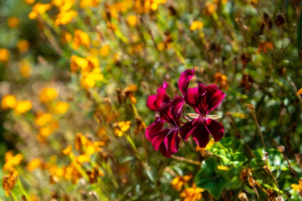 Färgglada Blommor Vid Botaniska Trädgården Auckland Nya Zeeland — Stockfoto