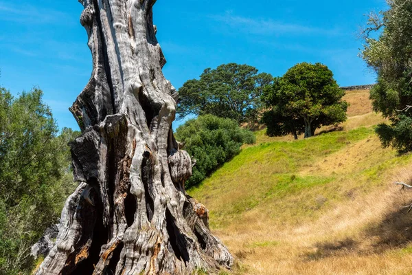 Starý Kmen Stromu Parku One Tree Hill Aucklandu Nový Zéland — Stock fotografie