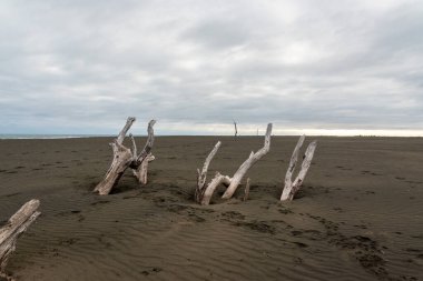 Auckland, Yeni Zelanda yakınlarındaki Whatipu plajında koyu renkli kum.