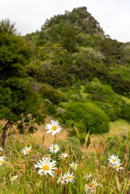 Auckland, Yeni Zelanda 'daki Whatipu sahilinde güzel bir bitki örtüsü.
