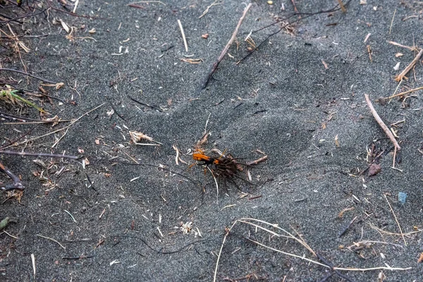 거미와 날아다니는 싸우는 뉴질랜드 — 스톡 사진