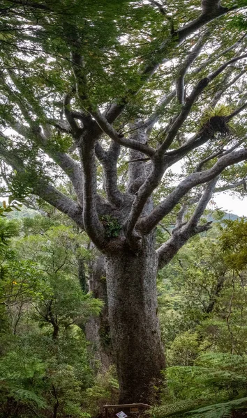 Uma Das Muito Famosas Árvores Antigas Kauri Vista Nova Zelândia — Fotografia de Stock