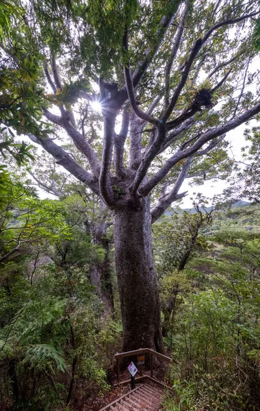 Mycket Visa Berömda Gamla Kauri Träd Nya Zeeland — Stockfoto