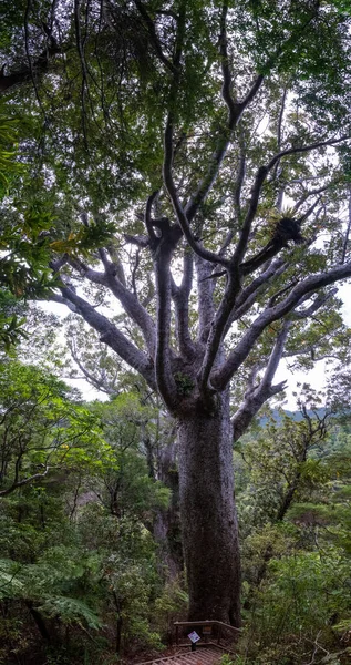 Uma Das Muito Famosas Árvores Antigas Kauri Vista Nova Zelândia — Fotografia de Stock