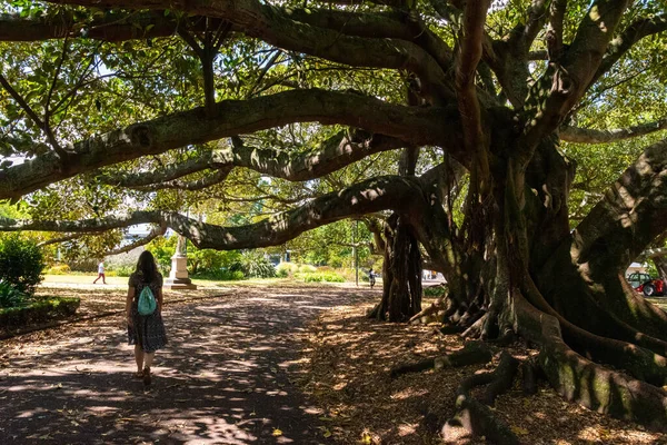Молода Жінка Йде Парку Під Гігантським Старим Деревом Окленд Нова — стокове фото